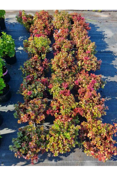 Очиток помилковий Вуду  - 3л/вис.5-10см/Ø10-15см